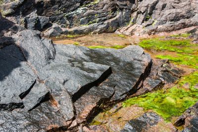 Sunlit tide pool rocks streaked with green algae.